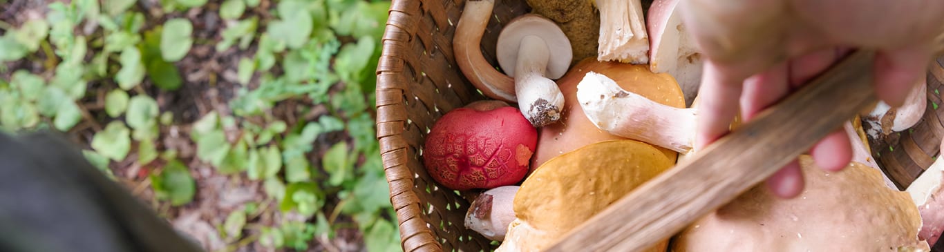 Foraging Courses UK
