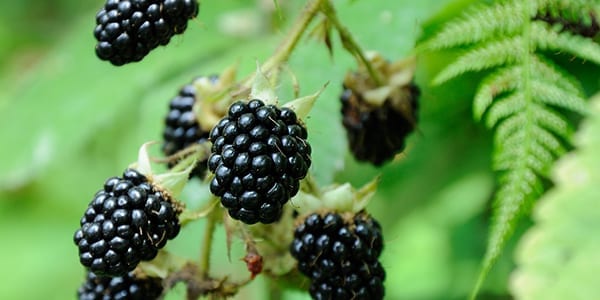 Blackberries - Top 5 Scottish Wild Foods