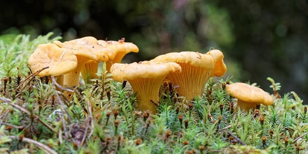 Mushrooms - Top 5 Scottish Wild Foods